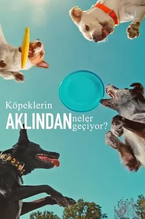 Köpeklerin Aklından Neler Geçiyor?